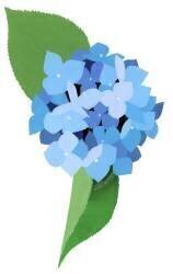 hydrangea (Hiroyuki Izutsu) - Muzeo.com