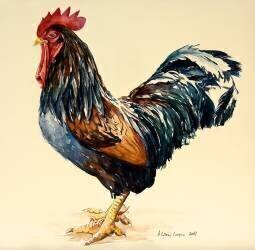 Le coq de George (Alison Cooper) - Muzeo.com