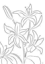 Lillies No 02 (1x Studio II) - Muzeo.com