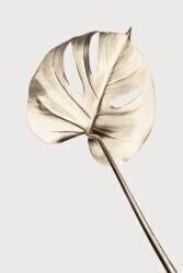 Monstera Gold 05 (1x Studio III) - Muzeo.com