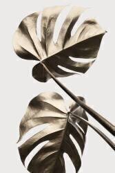 Monstera Gold 08 (1x Studio III) - Muzeo.com
