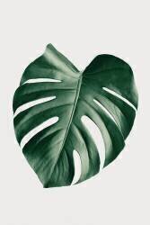 Monstera Natural 23 (1x Studio III) - Muzeo.com