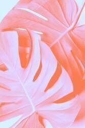 Monstera Orange 03 (1x Studio III) - Muzeo.com