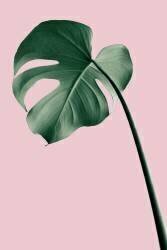 Monstera Pink No 05 (1x Studio III) - Muzeo.com
