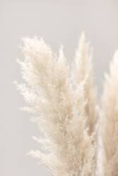 Pampas Grass Grey 03 (1x Studio III) - Muzeo.com