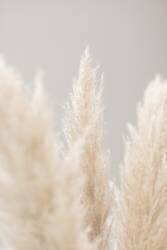 Pampas Grass Grey 04 (1x Studio III) - Muzeo.com