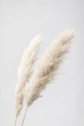Pampas Grass Grey 13 (1x Studio III) - Muzeo.com