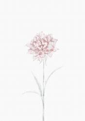 Peony 02 (1x Studio II) - Muzeo.com