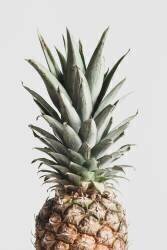 Pineapple Natural (1x Studio III) - Muzeo.com