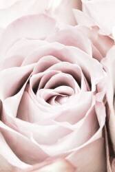 Pink Rose No 06 (1x Studio III) - Muzeo.com