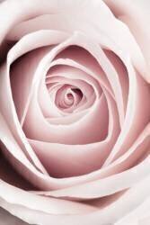 Pink Rose No 1 (1x Studio III) - Muzeo.com