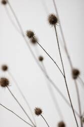 Thistle Grey 05 (1x Studio III) - Muzeo.com