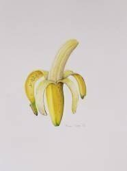 Une banane à moitié épluchée (Alison Cooper) - Muzeo.com