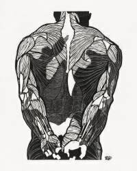 Anatomical study of a man's back muscles (Reijer Stolk) - Muzeo.com
