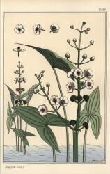Arrowhead (Eugène Grasset) - Muzeo.com