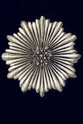Art Forms of Nature, Plate 9 (Ernst Haeckel) - Muzeo.com