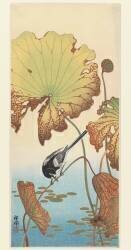 Bergeronnette et Lotus (Ohara Koson) - Muzeo.com