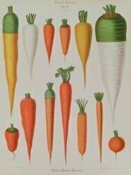 Carottes (Ernst Benary) - Muzeo.com