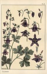 Colombine (Eugène Grasset) - Muzeo.com