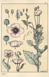 Coquelicot (Eugène Grasset) - Muzeo.com