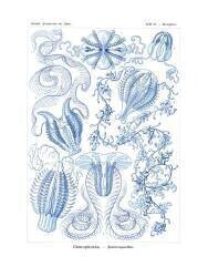 Ctenophorae (Ernst Haeckel) - Muzeo.com