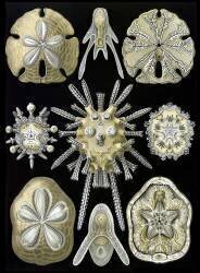 Echinoidea, Sea Urchins and Sand Dollars (Ernst Haeckel) - Muzeo.com