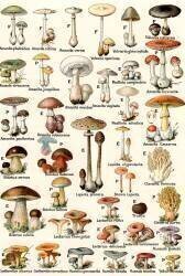 Edible and Poisonous Mushrooms (anonyme) - Muzeo.com