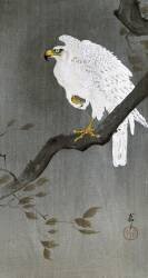 Faucon sur une branche (Ohara Koson) - Muzeo.com