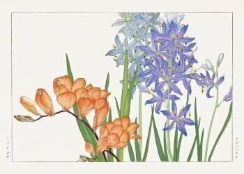 Fleur de freesia (Tanigami Kônan) - Muzeo.com