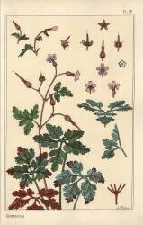 Géranium (Eugène Grasset) - Muzeo.com