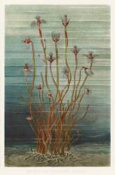 Groupe de Tubularis Indivisa (Eduard Oscar Schmidt) - Muzeo.com