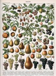 Illustration of Fruit Varieties (Alillot) - Muzeo.com
