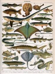 Illustration of Ocean Fish (Alillot) - Muzeo.com