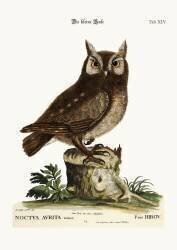 La petite chouette (Mark Catesby) - Muzeo.com