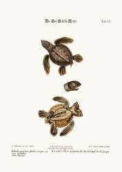 La tortue de mer (George Edwards) - Muzeo.com