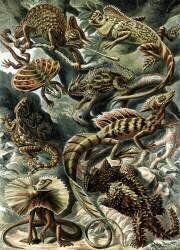 Lacertilia, Corytophanidae Lizards (Ernst Haeckel) - Muzeo.com