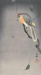 Oiseau sur une branche observant une araignée (Ohara Koson) - Muzeo.com