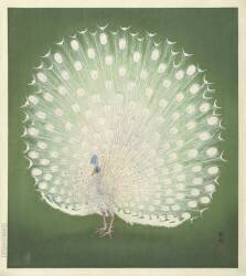 Paon (Ohara Koson) - Muzeo.com