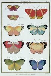 Papillons tirés de l'Histoire Naturelle des Insectes (Robert Bénard) - Muzeo.com