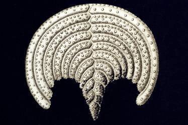 Pavonina flabelliformis (Ernst Haeckel) - Muzeo.com