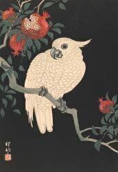 Perroquet blanc et grenade (Ohara Koson) - Muzeo.com
