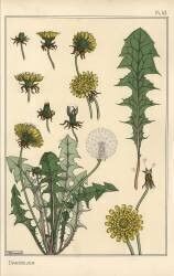 Pissenlit (Eugène Grasset) - Muzeo.com