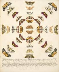 Planche XI,  tirée de A Rare Depiction of Butterflies and Moths (Benjamin Wilkes) - Muzeo.com