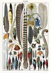 Plumes (Adolphe Millot) - Muzeo.com