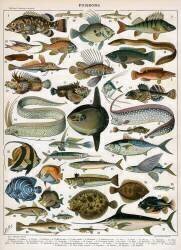 Poissons (anonyme) - Muzeo.com