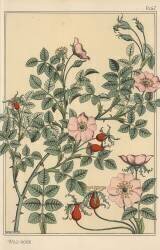 Rose sauvage (Eugène Grasset) - Muzeo.com