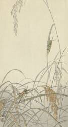 Sauterelles sur les plants de riz (Ohara Koson) - Muzeo.com