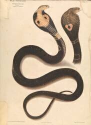Serpent (Joseph Fayrer) - Muzeo.com