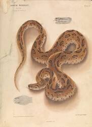 Serpent (Joseph Fayrer) - Muzeo.com