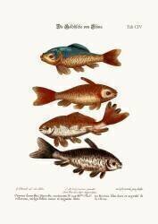 The Goldfish from China, 1749-73 (coloured engraving) (George Edwards) - Muzeo.com